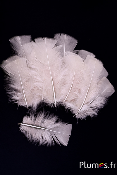 Dinde - 6-8 cm - ivoire